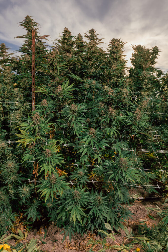 Banana Blast Multiverse Genetics Photo fem image