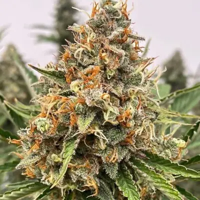 Banjerine | Atlas Seeds | FEM Fast Photoperiod Seeds