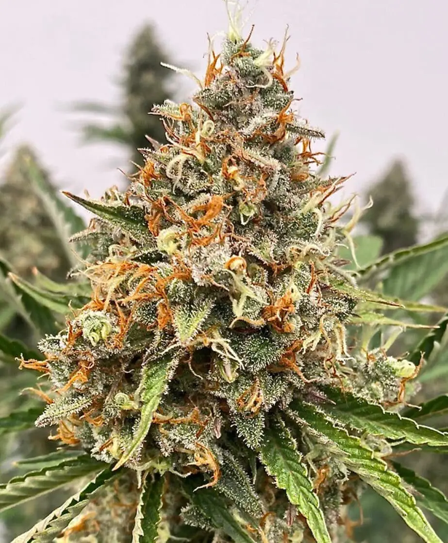 Banjerine | Atlas Seeds | FEM Fast Photoperiod Seeds