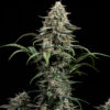 Comet Candy Multiverse Genetics Auto fem image