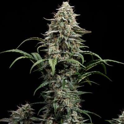 Comet Candy Multiverse Genetics Auto fem image