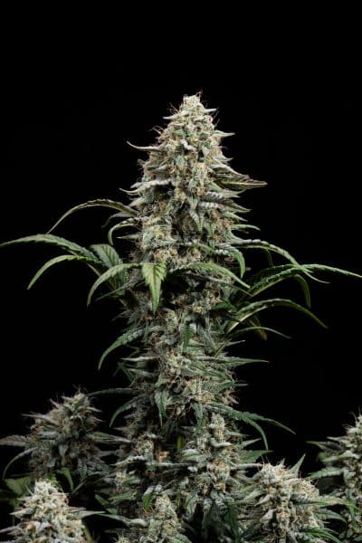 Comet Candy Multiverse Genetics Auto fem image