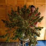 3x Comet Candy Seeds | Multiverse Genetics | FEM Auto