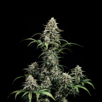 Comet Candy Multiverse Genetics Auto fem image