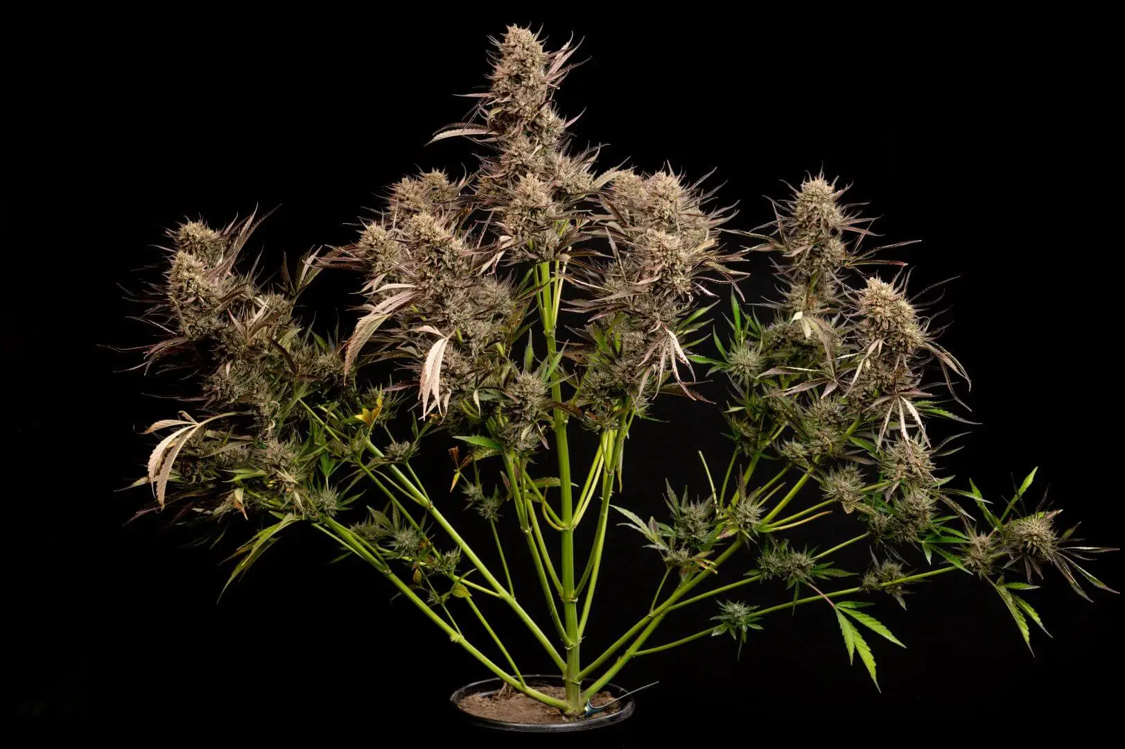 Dark Matter Auto | Multiverse Genetics | FEM Autoflower Seeds