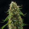 Event Horizon Multiverse Genetics Auto fem