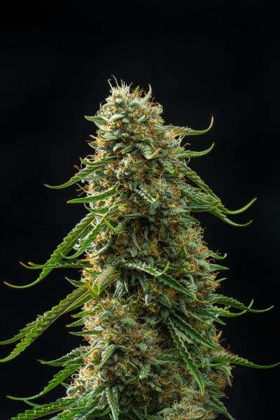 Event Horizon Multiverse Genetics Auto fem