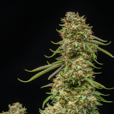 Event Horizon Multiverse Genetics Auto fem