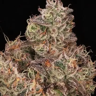 Gopher Glue | Atlas Seeds | FEM Fast Photoperiod Seeds