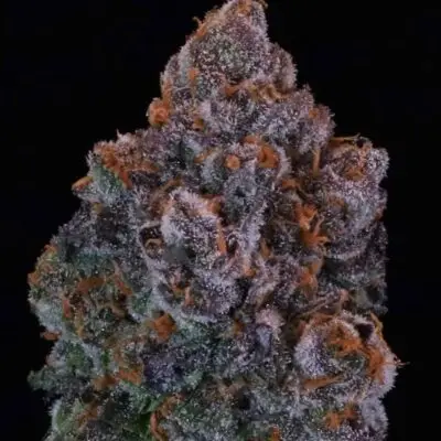 Green Apple Candy | Atlas Seeds | FEM Photoperiod Seeds