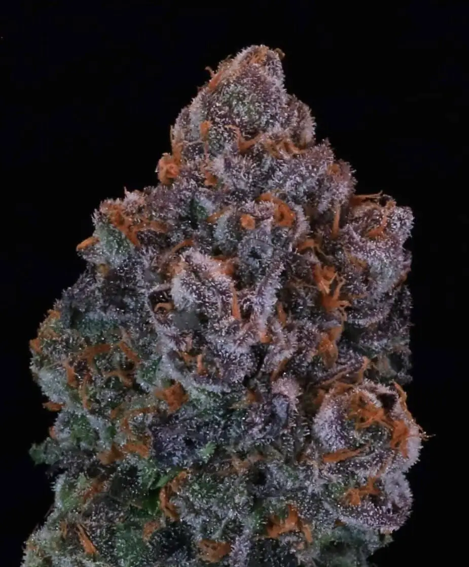 Green Apple Candy | Atlas Seeds | FEM Photoperiod Seeds