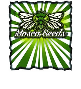 Mosca Seeds