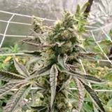 3x Black Hole Breath | Multiverse Genetics | FEM Photoperiod Seeds