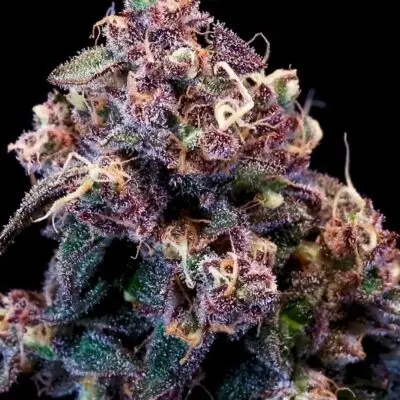 Outer Space Cake | Atlas Seeds | FEM Photoperiod Seeds