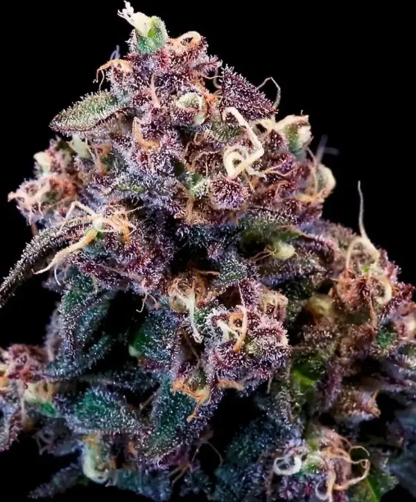Outer Space Cake | Atlas Seeds | FEM Photoperiod Seeds
