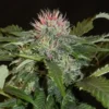 Khalifa Genetics – SHEBERGHAN HASH PLANT Strain – Reg Photo – 12 Pack - Image 2