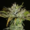Khalifa Genetics – SHEBERGHAN HASH PLANT Strain – Reg Photo – 12 Pack - Image 3