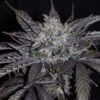 Khalifa Genetics – SHEBERGHAN HASH PLANT Strain – Reg Photo – 12 Pack - Image 4