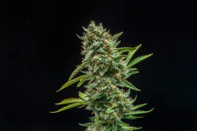 Titan 9 Multiverse Genetics Auto fem image