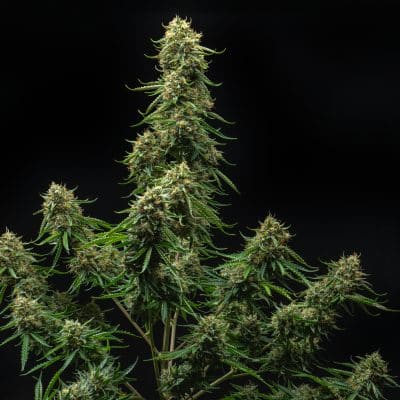 Titan 9 Multiverse Genetics Auto fem image