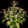 Fast Buds – Apple Strudel Strain – Auto Fem - Image 3