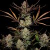 Fast Buds – Apple Strudel Strain – Auto Fem - Image 4