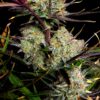 Fast Buds – Apple Strudel Strain – Auto Fem - Image 5