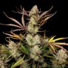 Fast Buds – Apple Strudel Strain – Auto Fem - Image 6