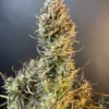 Fast Buds – Apple Strudel Strain – Auto Fem - Image 7