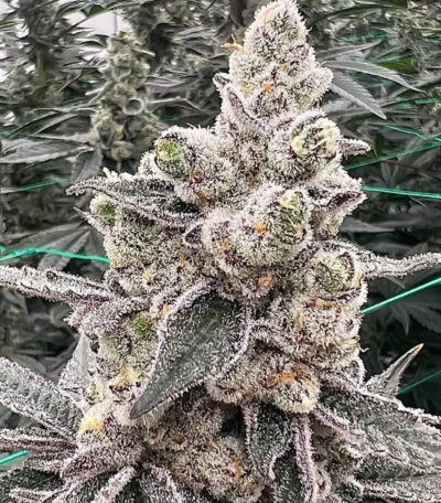 In House Genetics ? Deep Fried Oreoz Strain ? Fem Photo ? Gold Pack