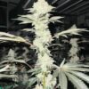 In House Genetics ? Deep Fried Oreoz Strain ? Fem Photo ? Gold Pack - Image 2