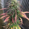 Cali Frosty's Seeds – Frosty's Lemon Pie Strain – Fem Photo - Image 4