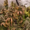 Cali Frosty's Seeds – Frosty's Lemon Pie Strain – Fem Photo - Image 5