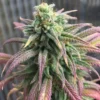 Cali Frosty's Seeds – Frosty's Lemon Pie Strain – Fem Photo - Image 6