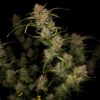 Fast Buds – Guava Auto Strain – Auto Fem - Image 3