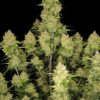 Fast Buds – Guava Auto Strain – Auto Fem - Image 4