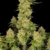 Fast Buds – Guava Auto Strain – Auto Fem - Image 5