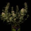 Fast Buds – Guava Auto Strain – Auto Fem - Image 6