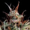 Fast Buds – Guava Auto Strain – Auto Fem - Image 7