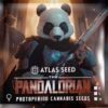 THE PANDALORIAN | ATLAS SEEDS | PHOTOPERIOD FEMALE CANNABIS SEEDS - Image 2