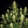 Fast Buds – Papaya Cookies Strain – Auto Fem - Image 3