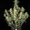 Fast Buds – Papaya Cookies Strain – Auto Fem - Image 4