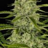 Fast Buds – Papaya Cookies Strain – Auto Fem - Image 5