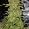 Fast Buds – Papaya Cookies Strain – Auto Fem - Image 6