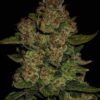 Fast Buds – Papaya Cookies Strain – Auto Fem - Image 7