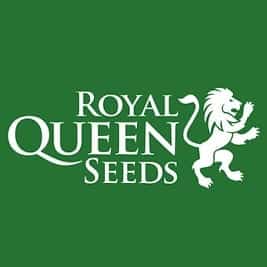 Royal Queen Seed