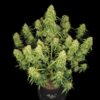 Fast Buds – Sour Jealousy Strain – Auto Fem - Image 3