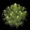 Fast Buds – Sour Jealousy Strain – Auto Fem - Image 4