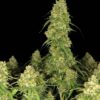 Fast Buds – Sour Jealousy Strain – Auto Fem - Image 5