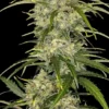 Fast Buds – Sour Jealousy Strain – Auto Fem - Image 6